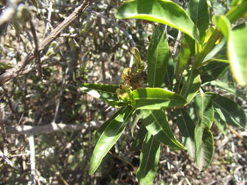 Image of Jatropha capensis (L. fil.) Sond.