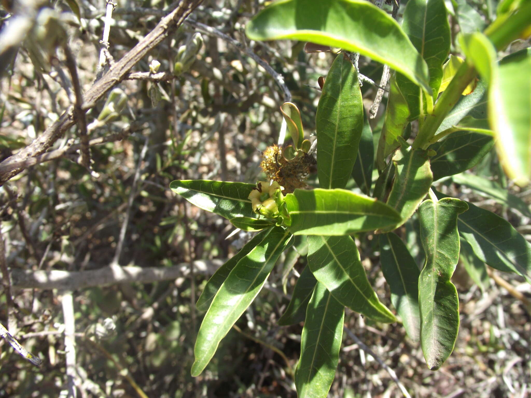 Image of Jatropha capensis (L. fil.) Sond.