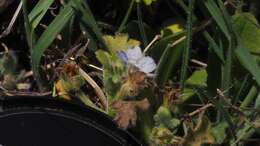 Image de Nemophila menziesii var. integrifolia Brand