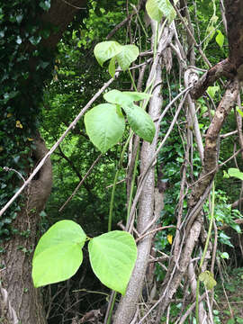 Image de Pueraria montana var. lobata (Willd.) Sanjappa & Pradeep