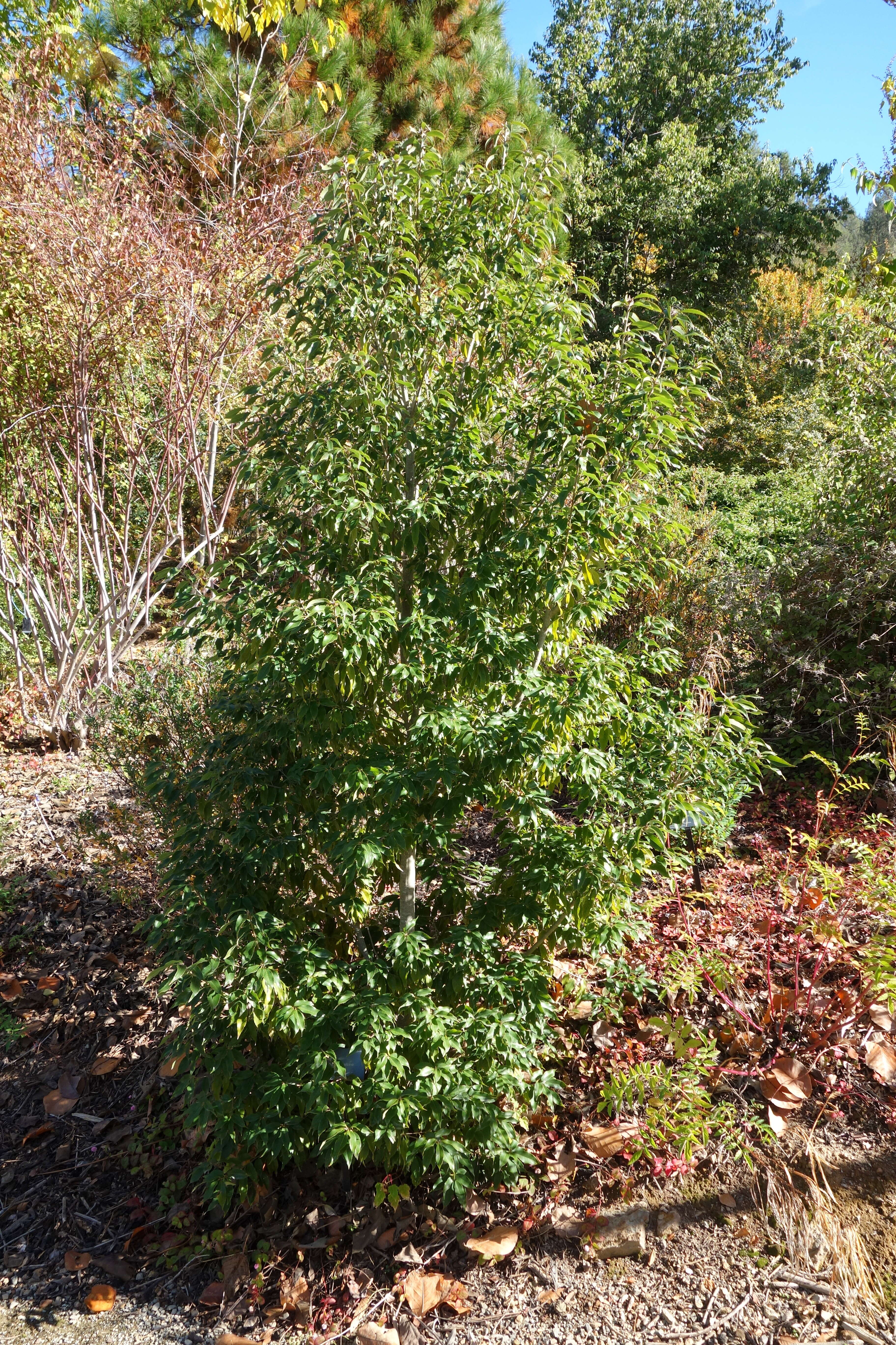 Image of Quercus salicina Blume