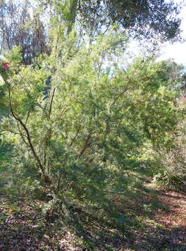 Image of Chinese yew