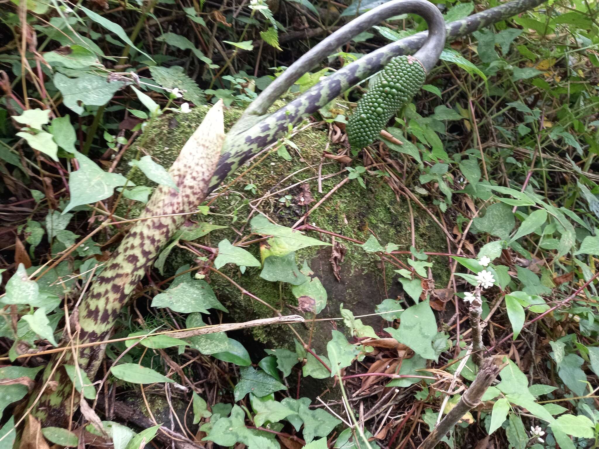 Arisaema taiwanense var. taiwanense的圖片