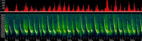 Image of Yuma Myotis