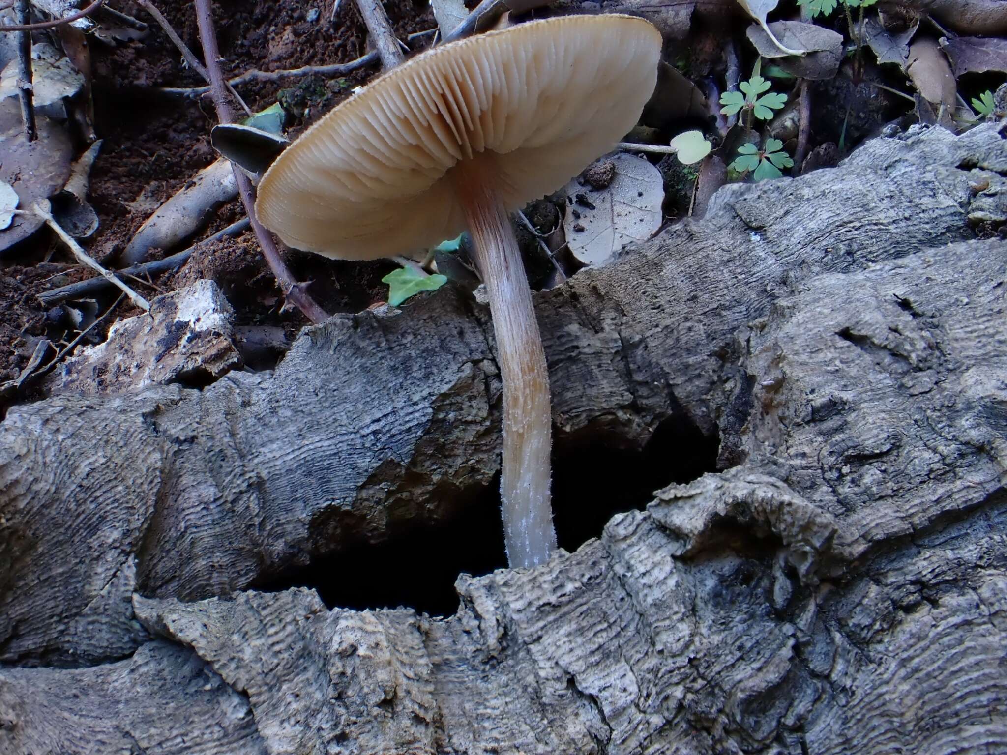 Image of Pluteus hispidulus (Fr.) Gillet 1876