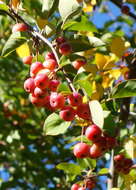 Plancia ëd Malus sikkimensis (Wenz.) Koehne