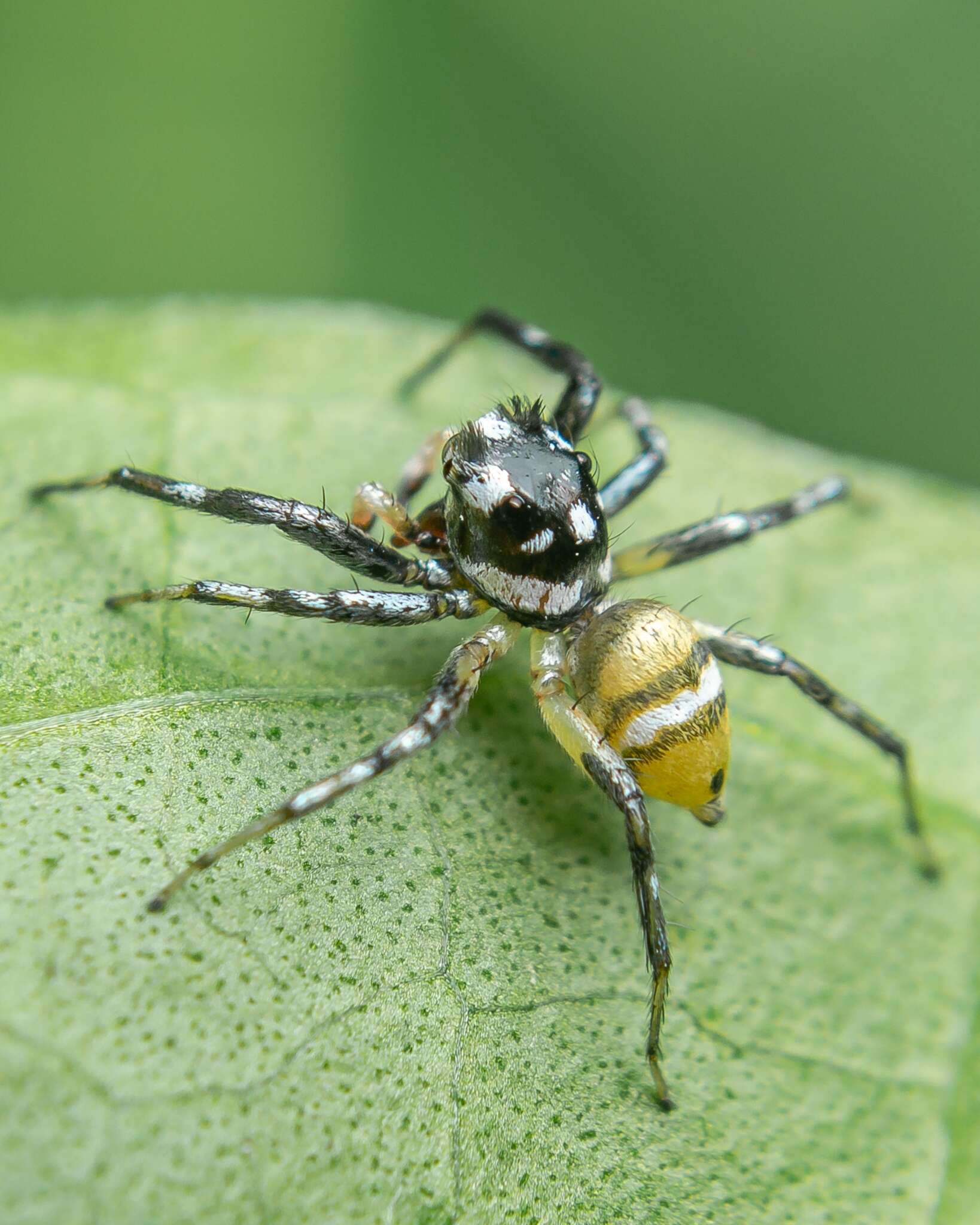 صورة Phintella piatensis Barrion & Litsinger 1995