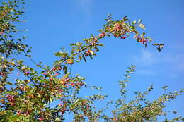 Plancia ëd Malus sikkimensis (Wenz.) Koehne