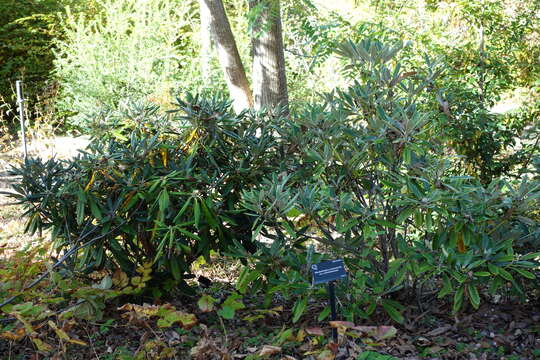 Image of Rhododendron degronianum Carr.