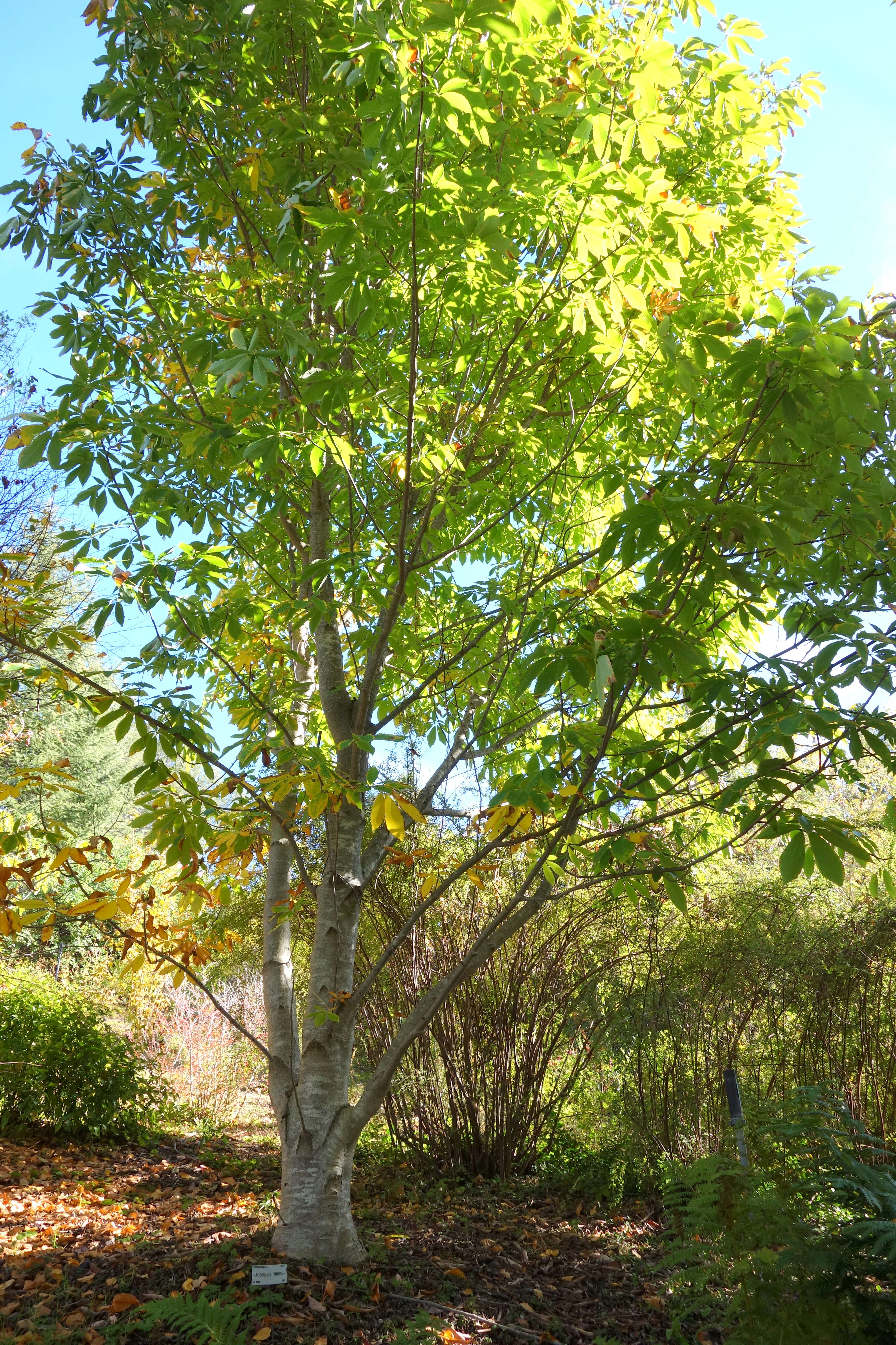 Imagem de Aesculus indica (Colebr. ex Cambess.) Hook.