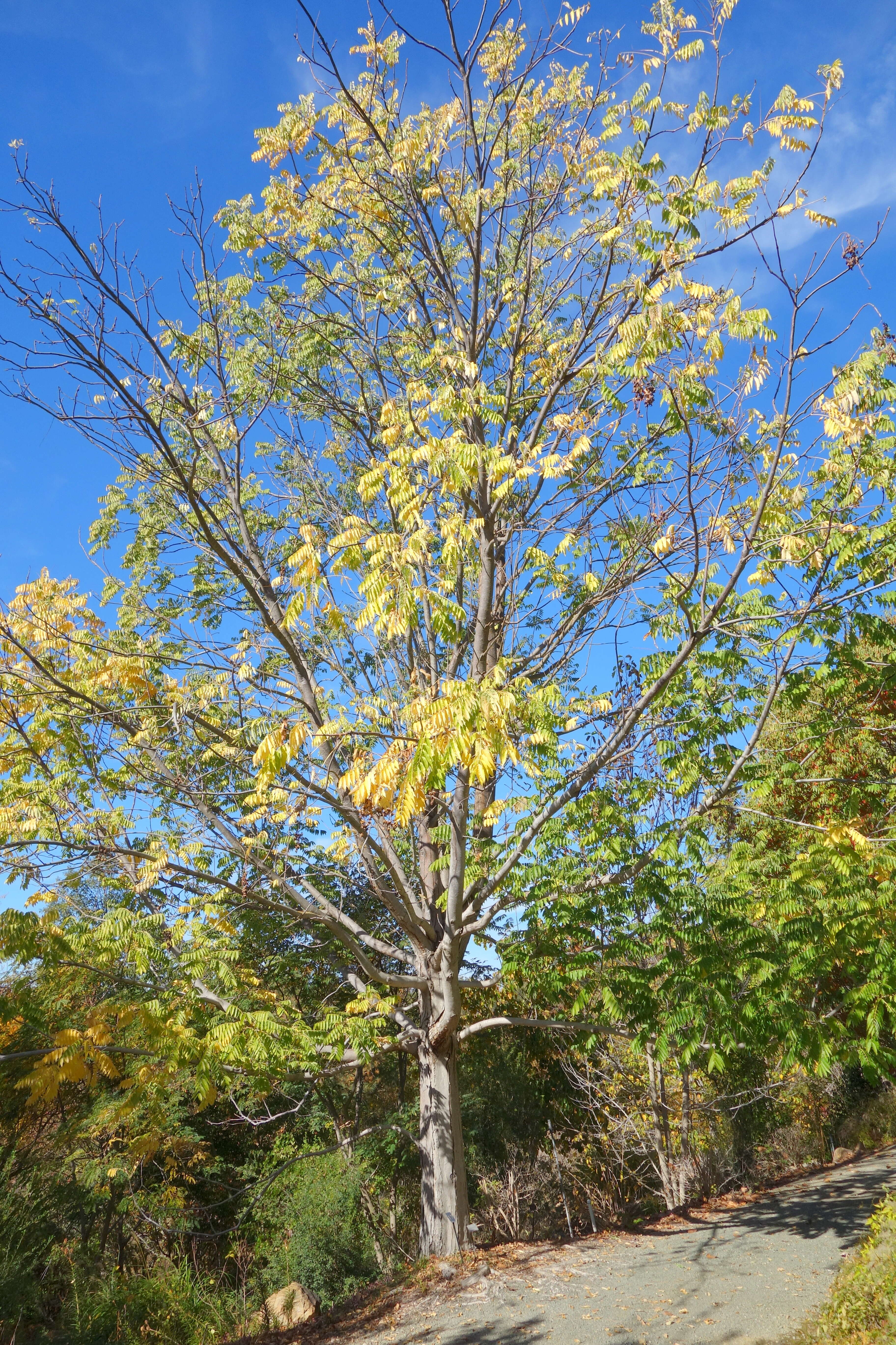 Image of Chinese Mahogany