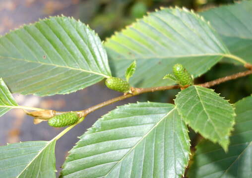 Image of Alnus firma Siebold & Zucc.