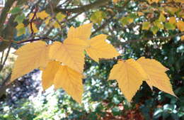 Image of Grey-budded snake-bark-maple