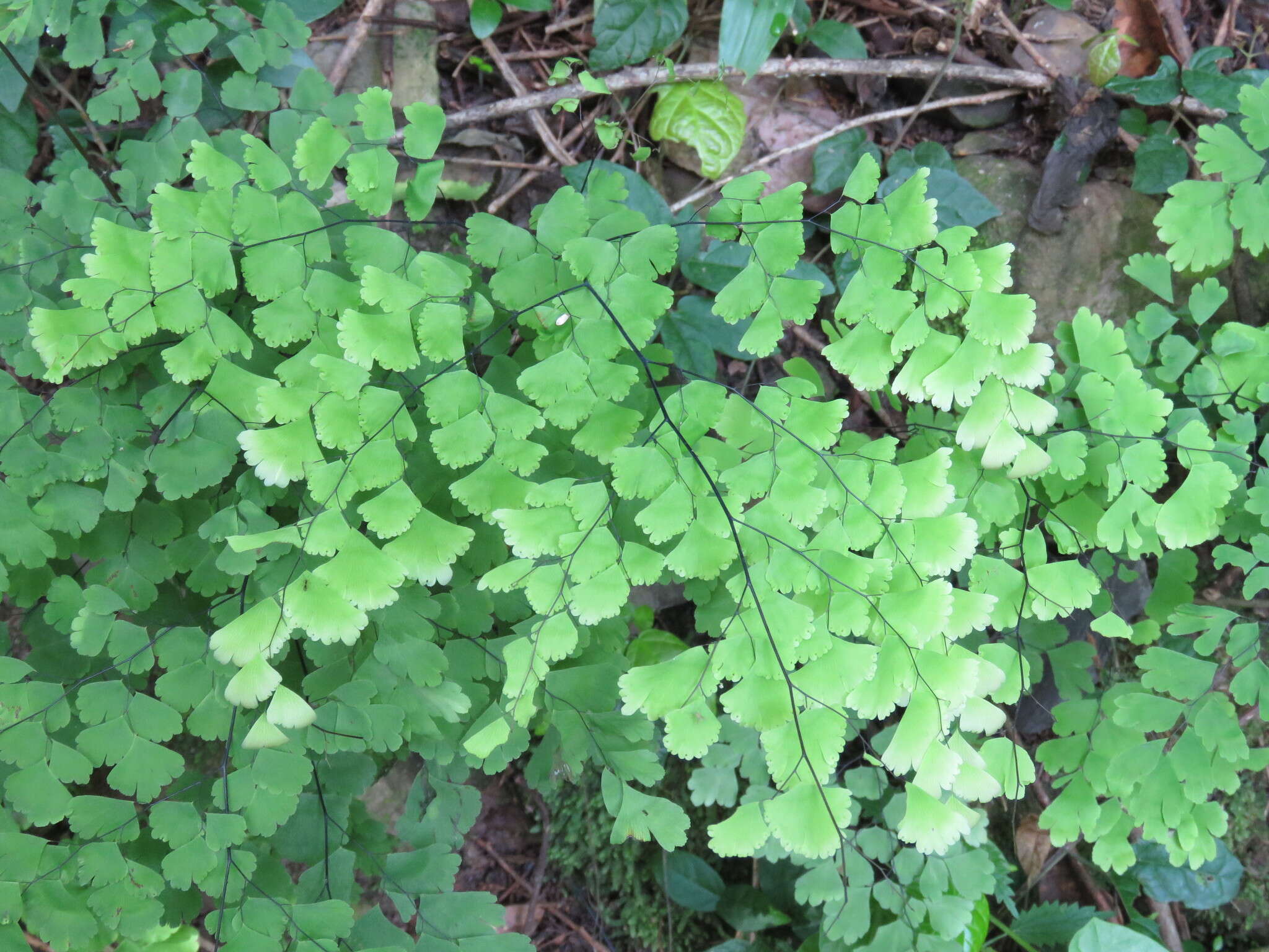 Adiantum lorentzii Hieron.的圖片