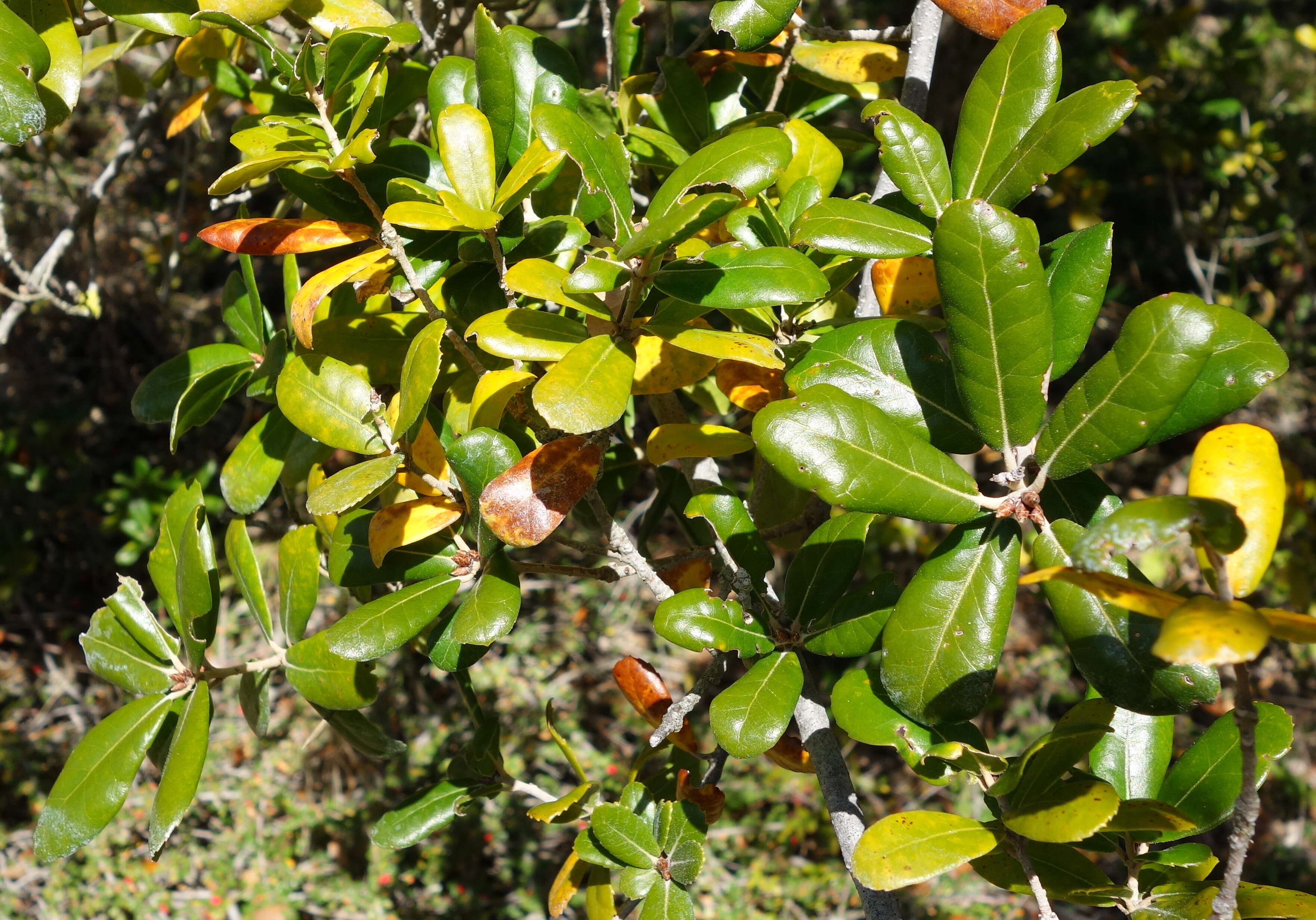 صورة <i>Quercus phillyraeoides</i>