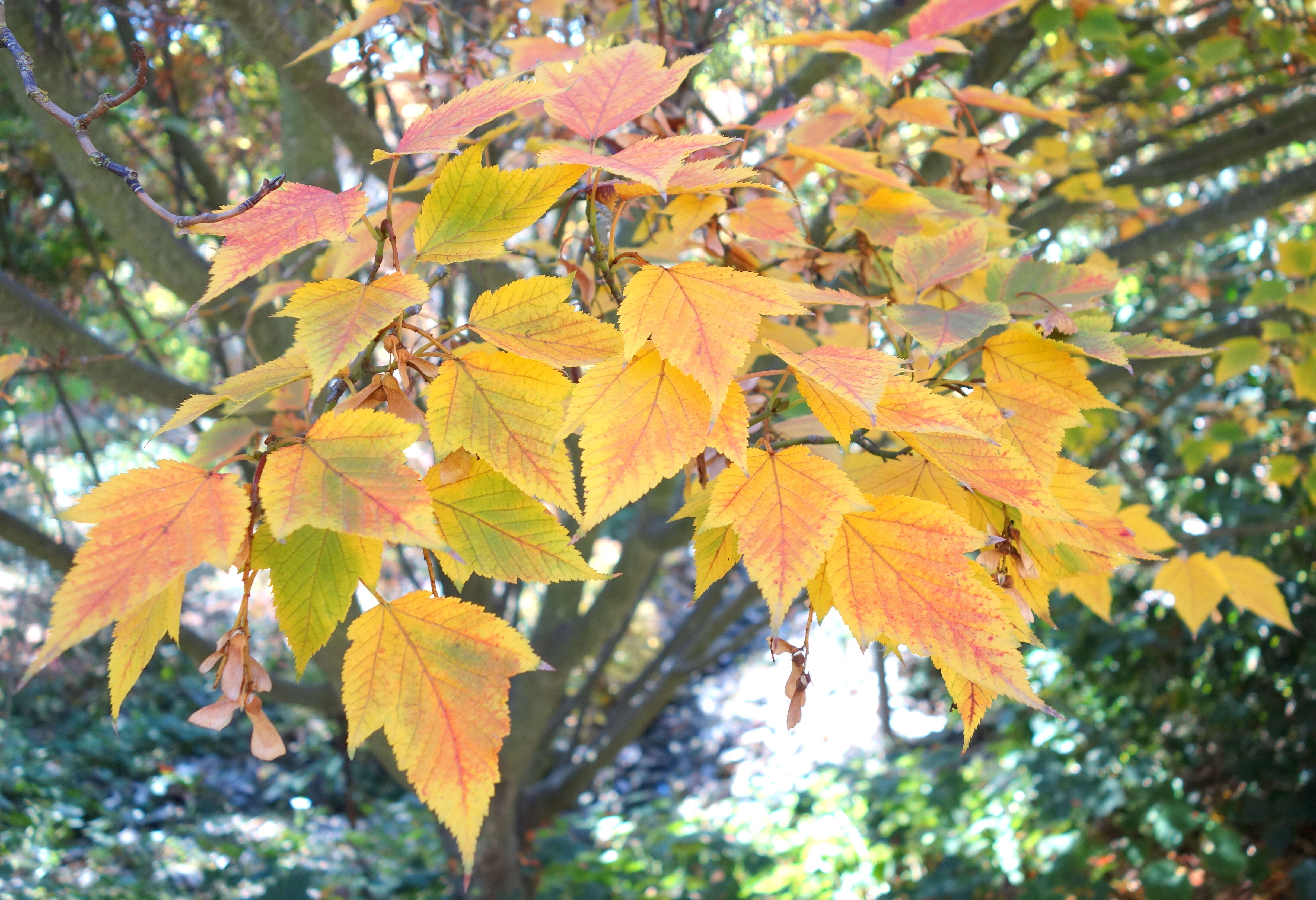 Image of Grey-budded snake-bark-maple