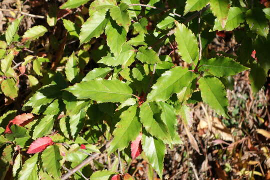 Plancia ëd Docyniopsis doumeri (Bois)