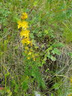 Imagem de Hypericum asperuloides Czern. & Turcz.