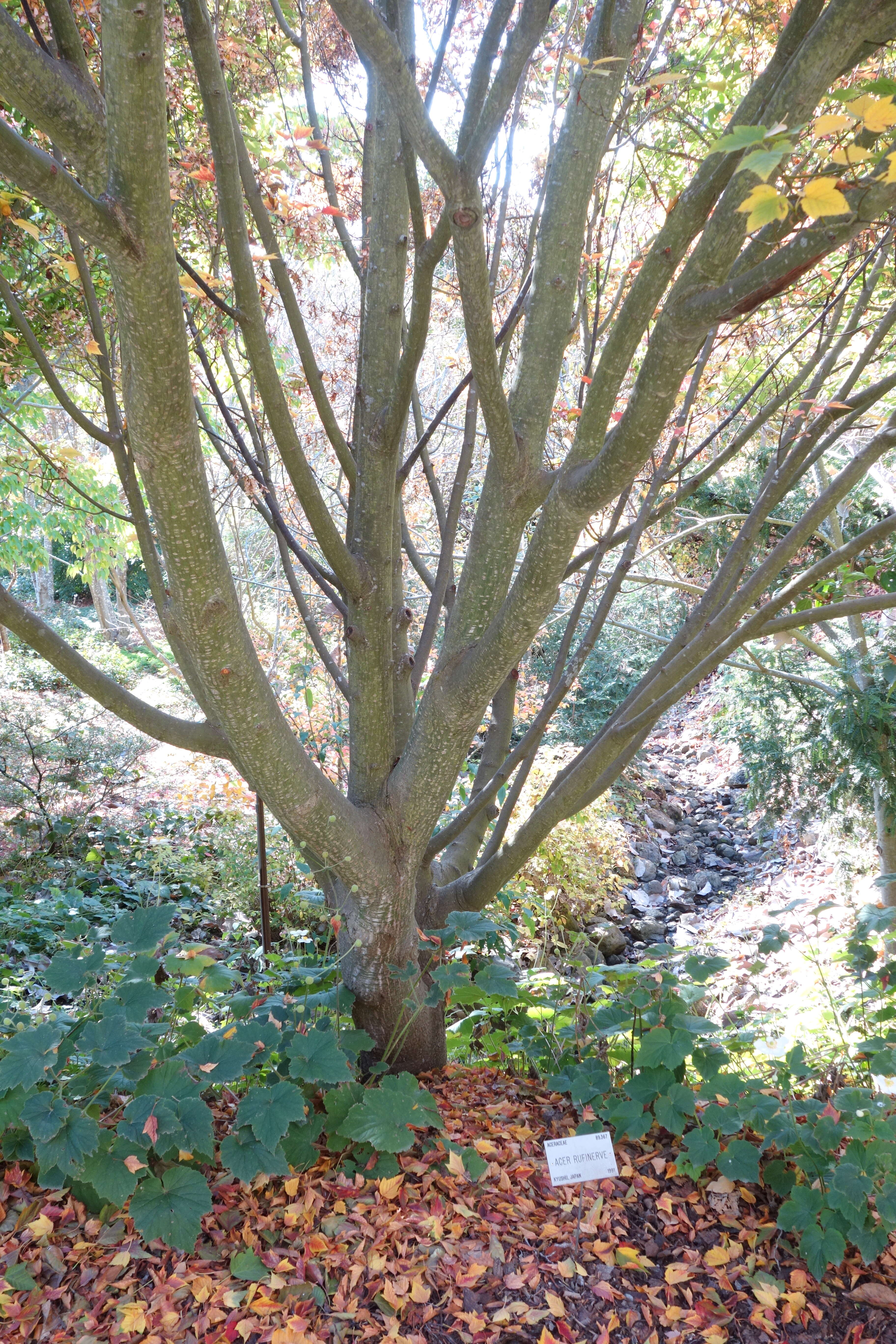 Image of Grey-budded snake-bark-maple