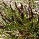 Image of Alaska Wild Rye