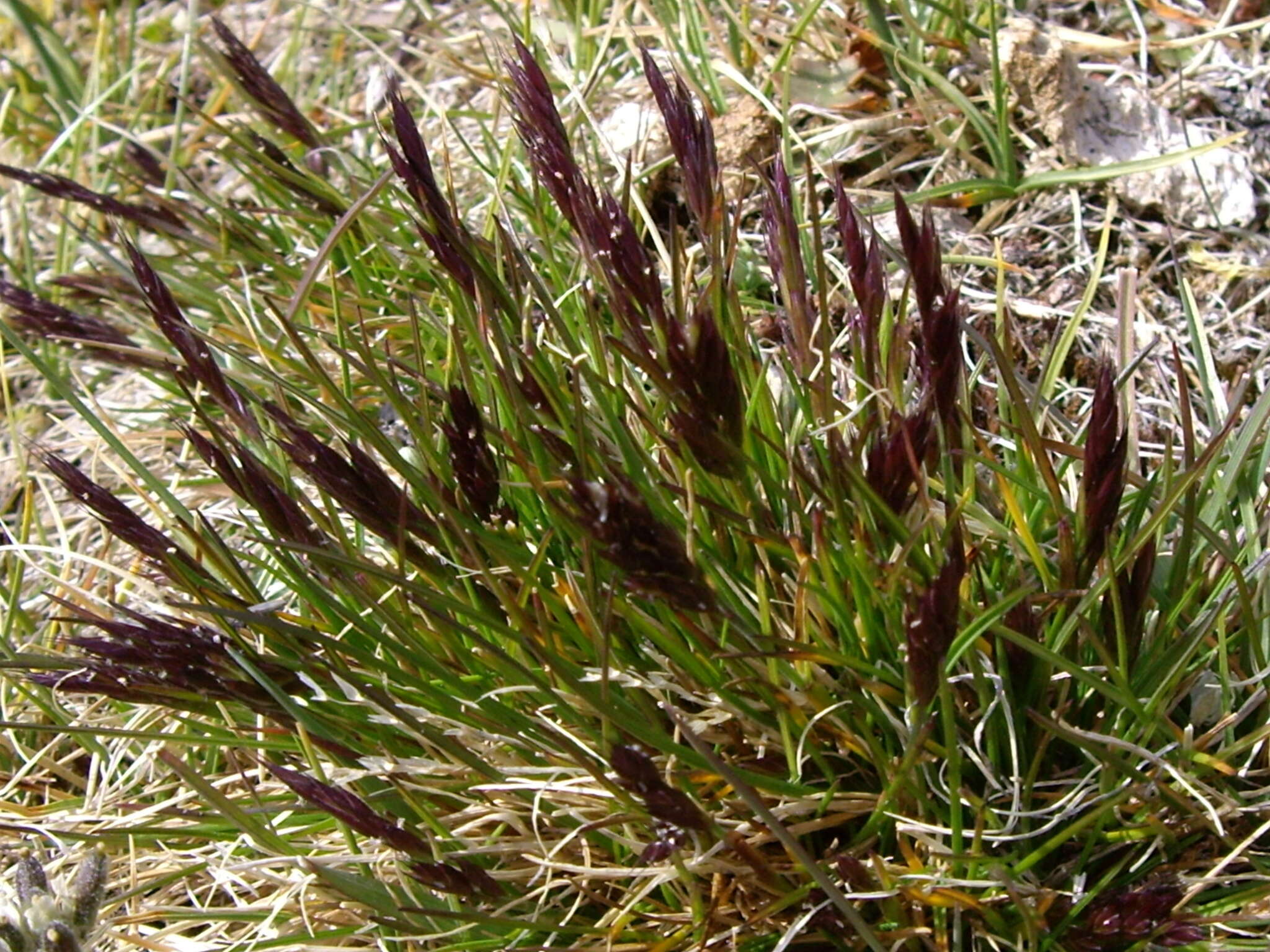 Image of Alaska Wild Rye