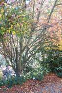 Image of Grey-budded snake-bark-maple