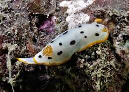 Image de Chromodoris orientalis Rudman 1983