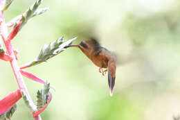 Image of Stripe-throated Hermit