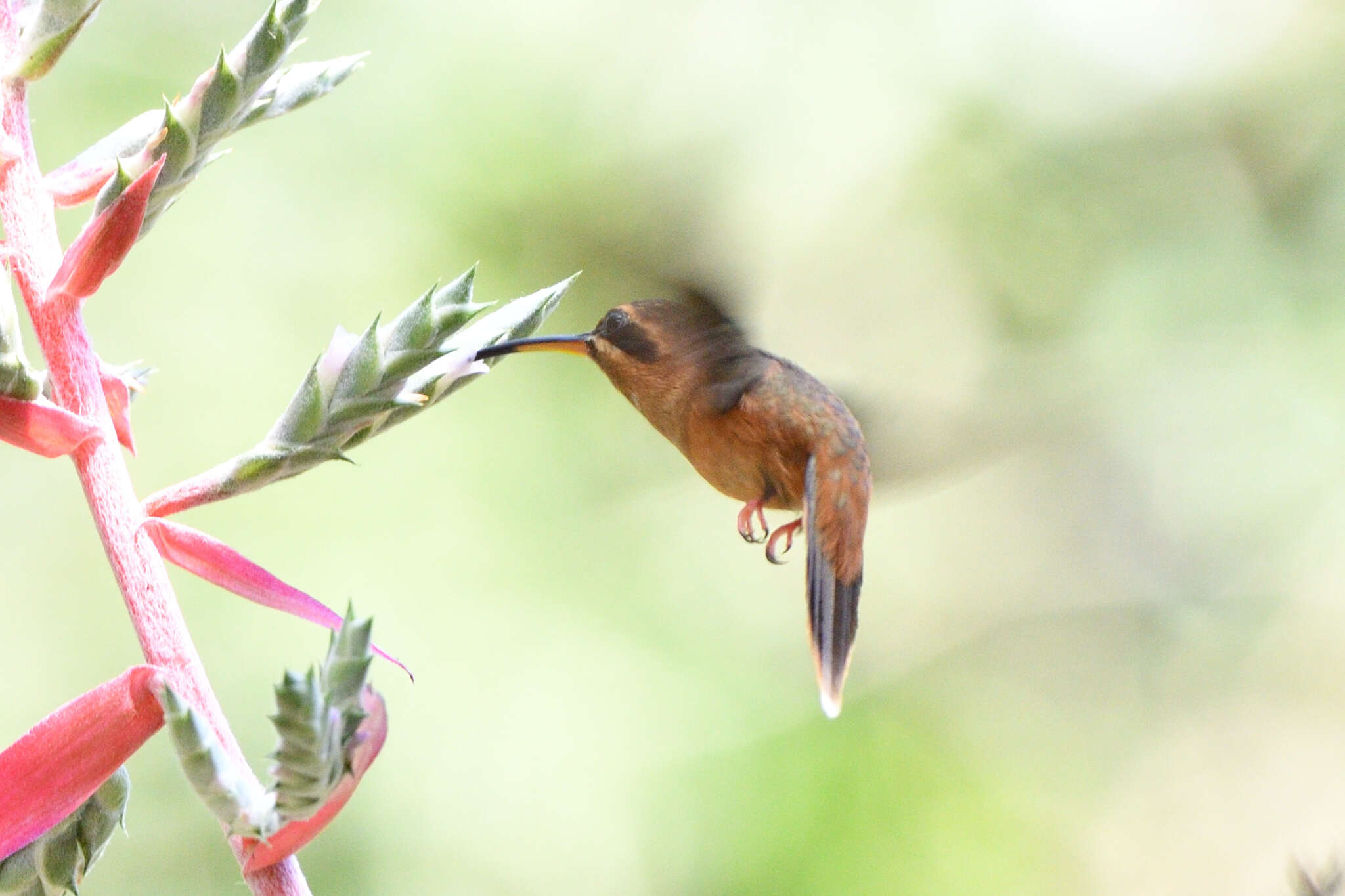 Phaethornis striigularis Gould 1854 resmi