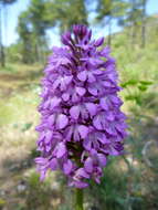 صورة Anacamptis pyramidalis (L.) Rich.