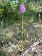 صورة Anacamptis pyramidalis (L.) Rich.