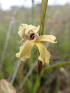 Image of Goodenia paradoxa