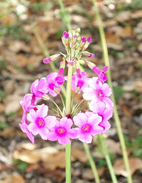 Image of Primula poissonii Franch.