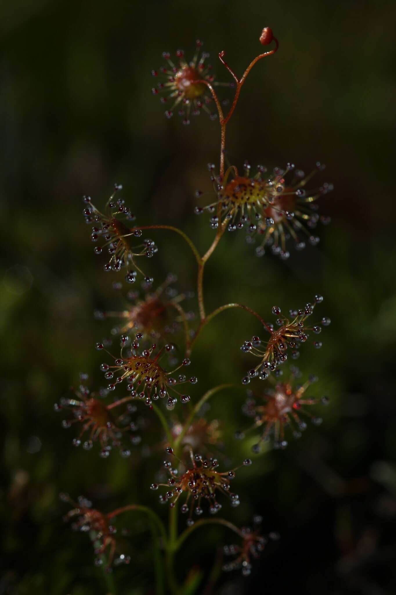 Image of Drosera heterophylla Lindl.