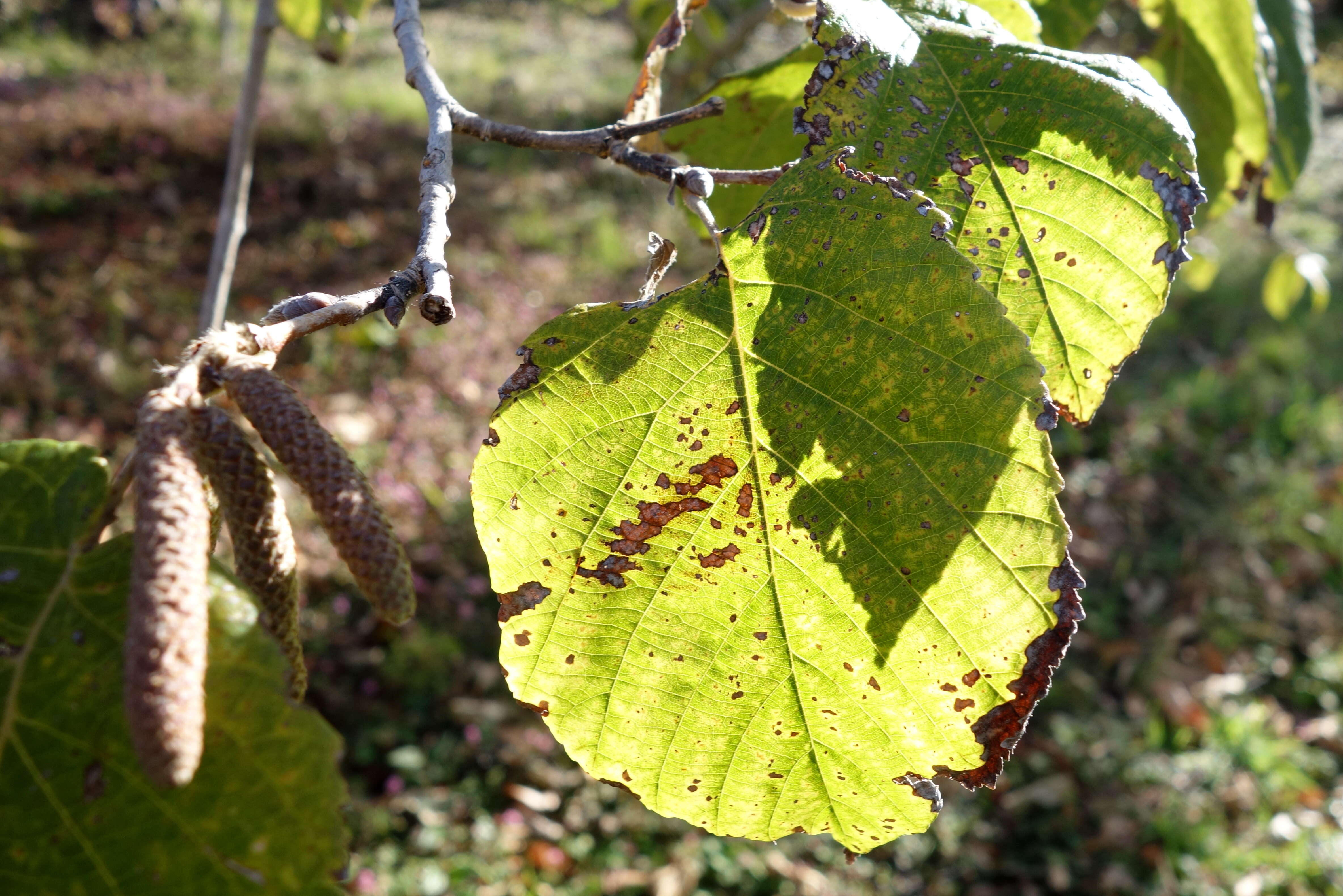 Image of Yunnan Hazel