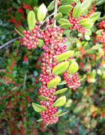 Ilex dimorphophylla Koidz. resmi