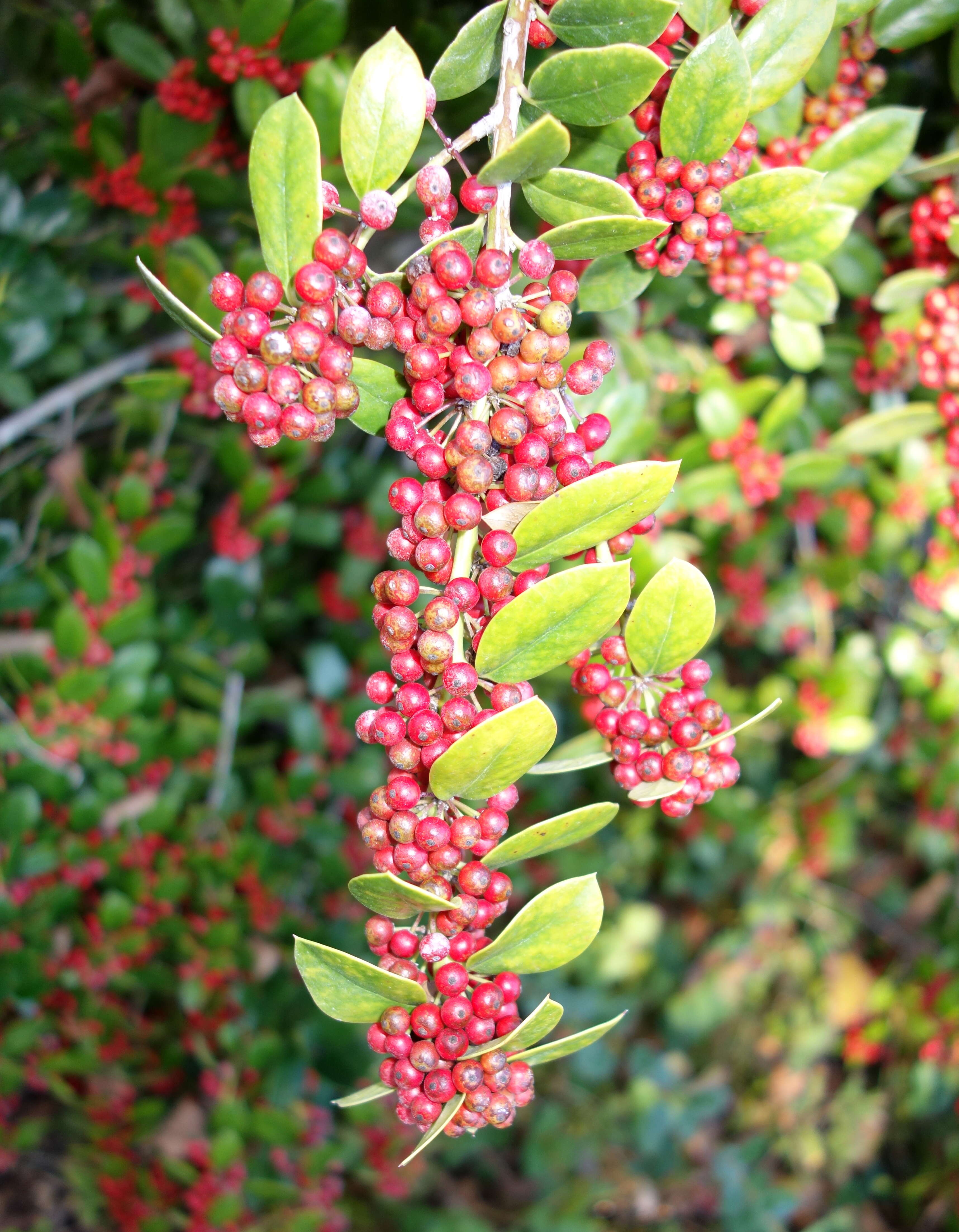 Image of Ilex dimorphophylla Koidz.