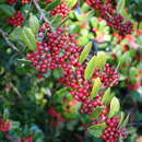 Ilex dimorphophylla Koidz. resmi