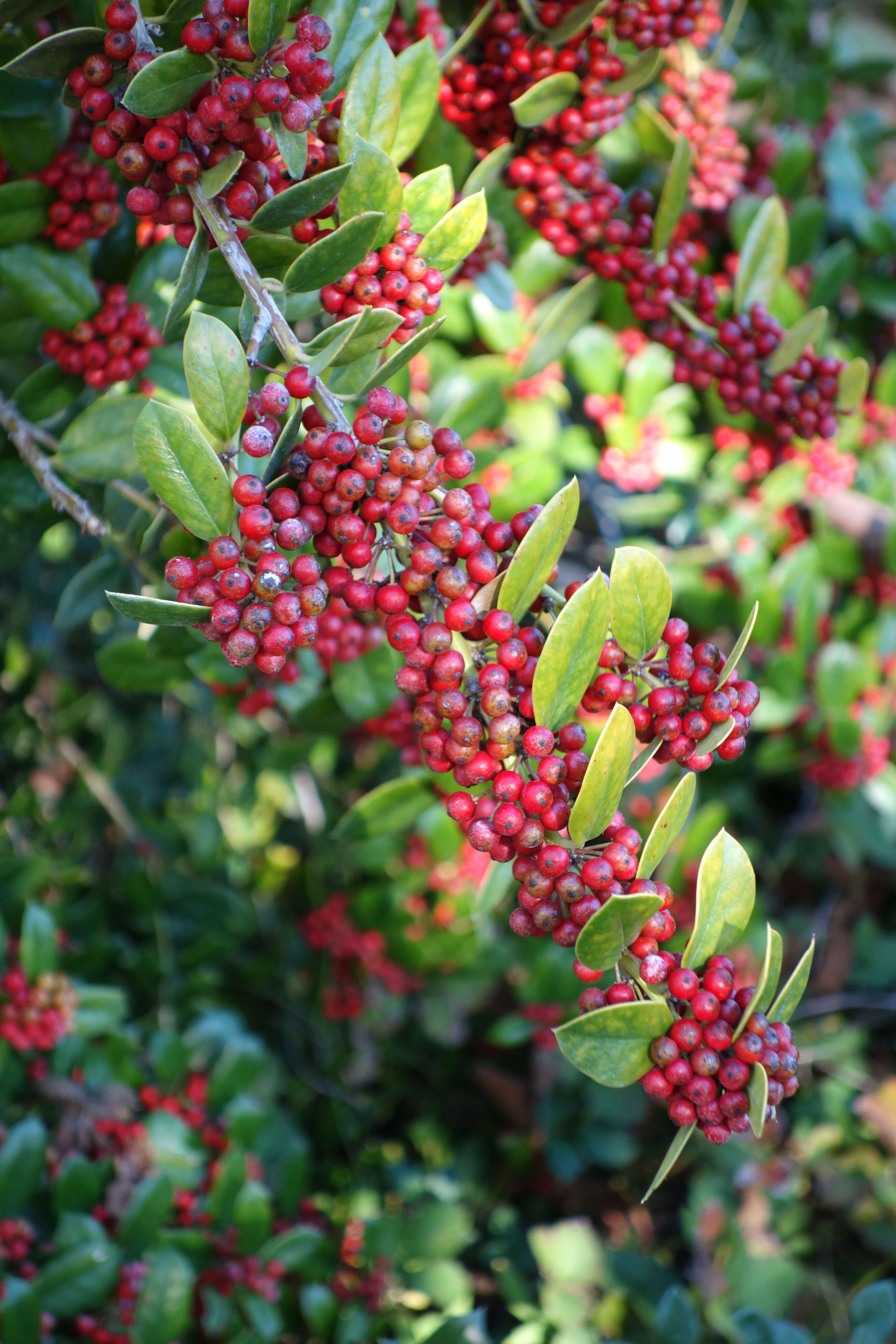 Ilex dimorphophylla Koidz. resmi