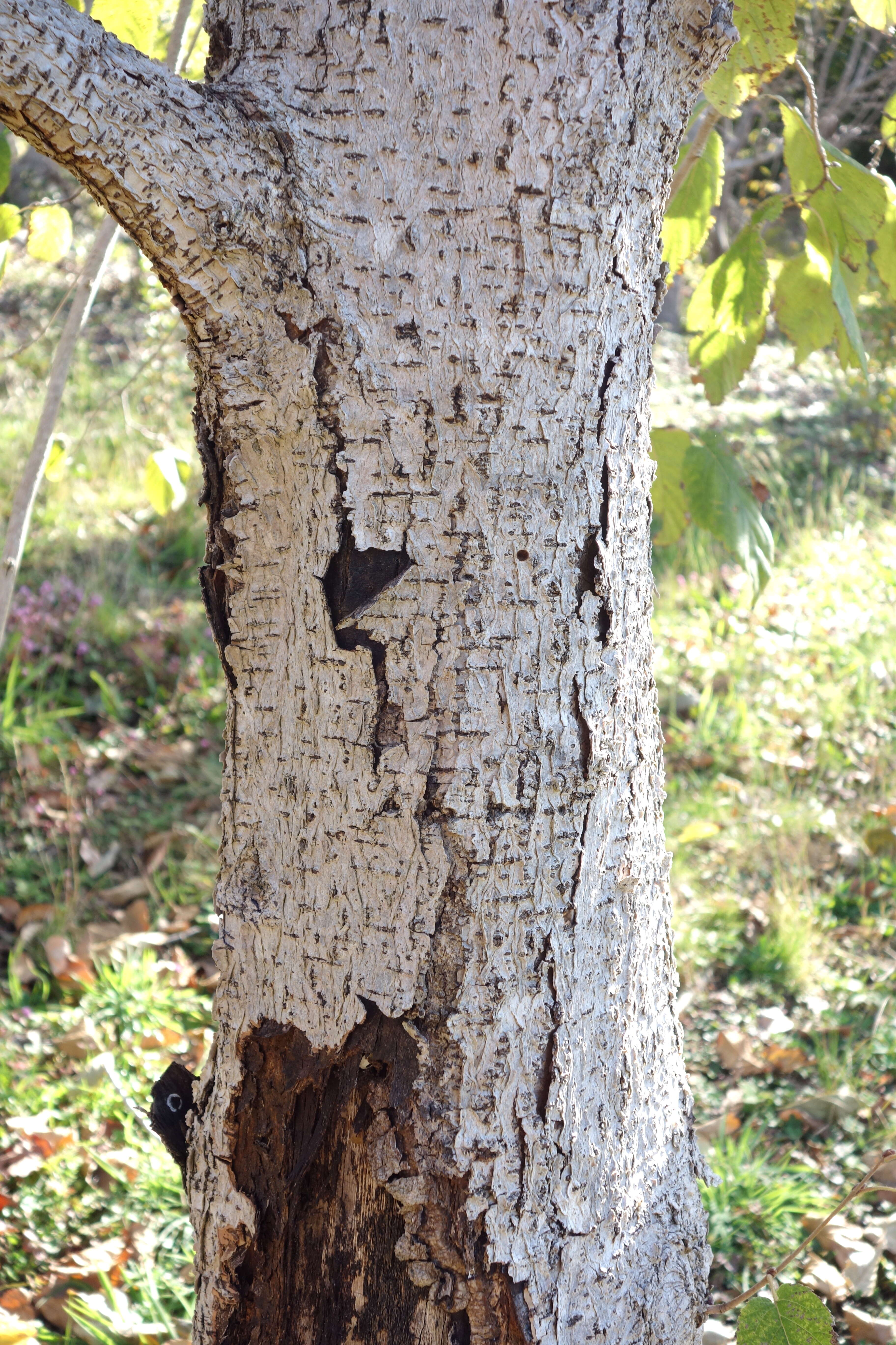 Image of Yunnan Hazel