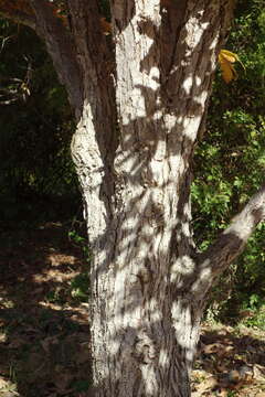 Image of Mongolian Oak