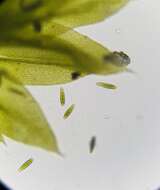 Image of zygodon moss