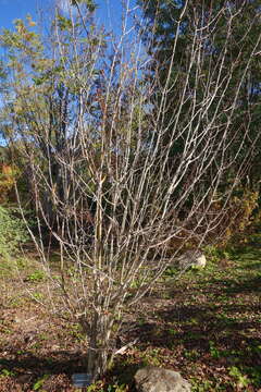 Image of Crataegus maximowiczii C. K. Schneid.