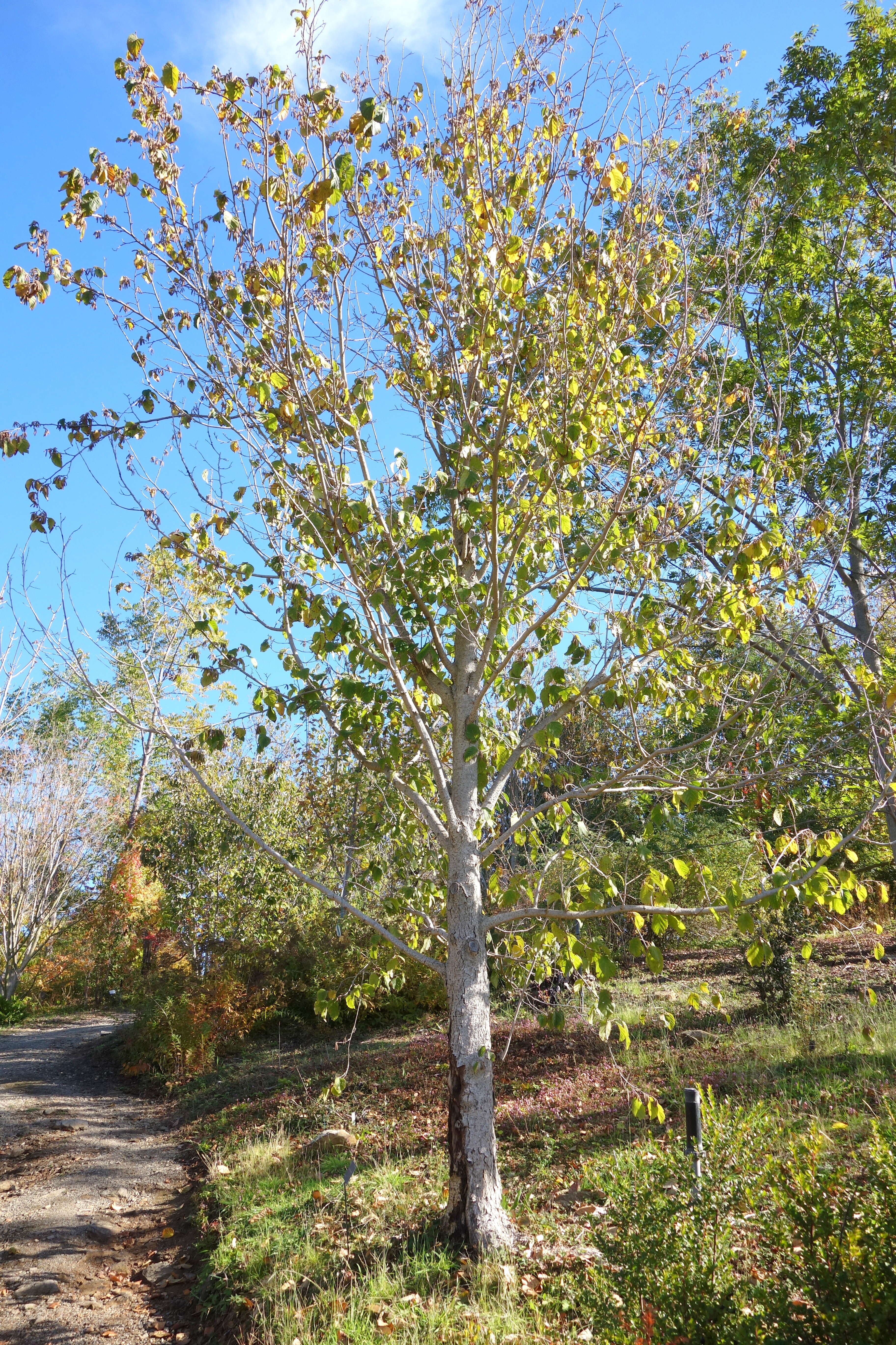 Imagem de Corylus yunnanensis (Franch.) A. Camus