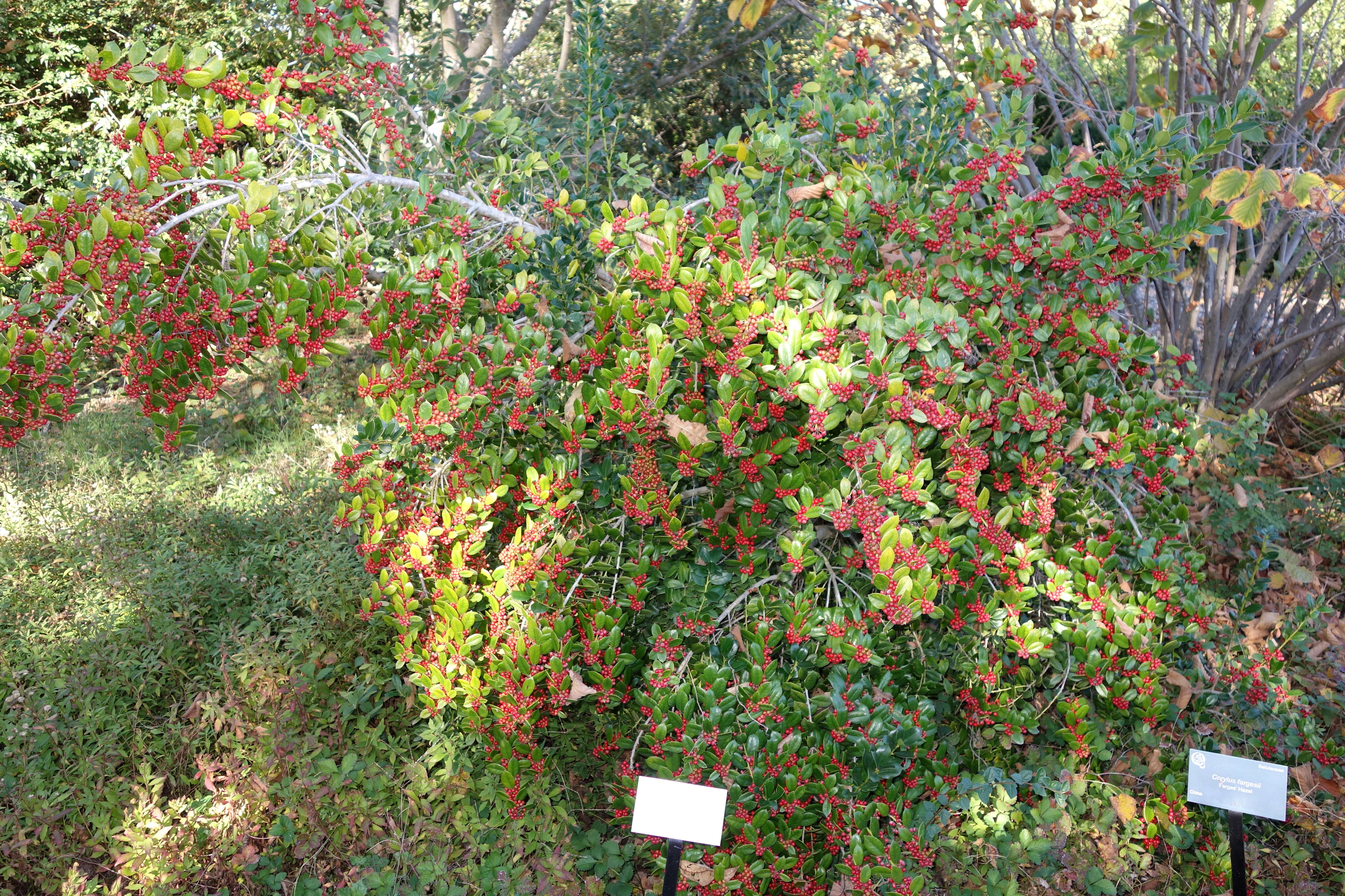 Image of Ilex dimorphophylla Koidz.