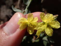 Helianthemum canariense (Jacq.) Pers.的圖片