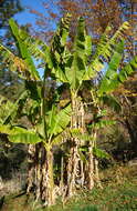 Image of Musa sikkimensis Kurz