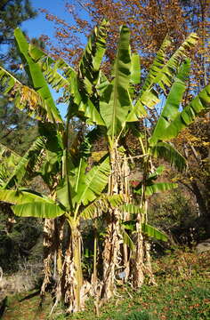 Image of Musa sikkimensis Kurz