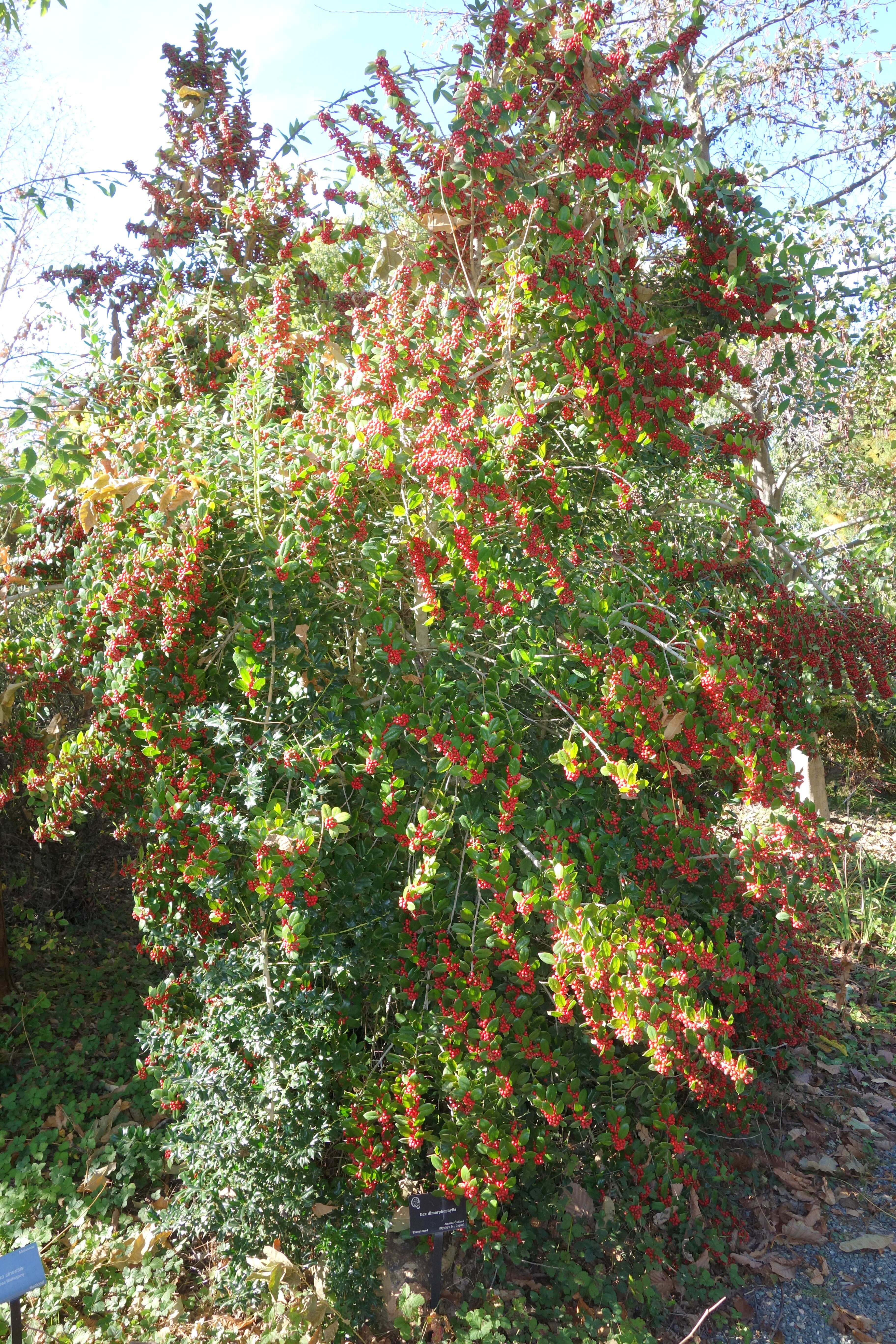 Image of Ilex dimorphophylla Koidz.