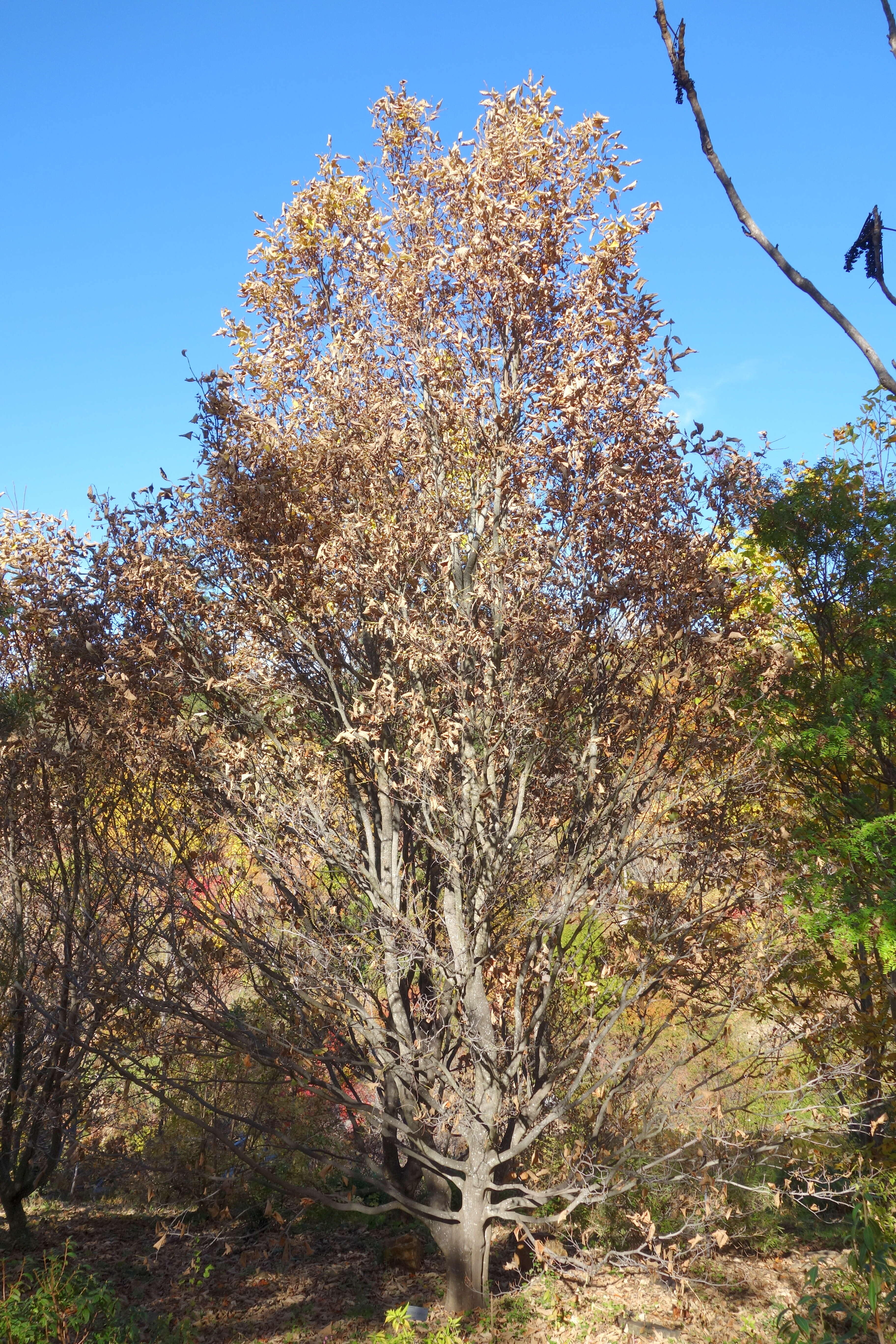 Image of Styrax obassia Siebold & Zucc.